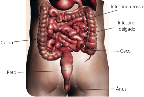 Intestino Grosso